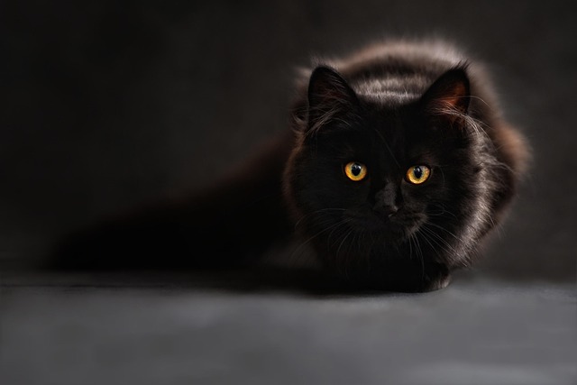 Maine coon tuijottaa